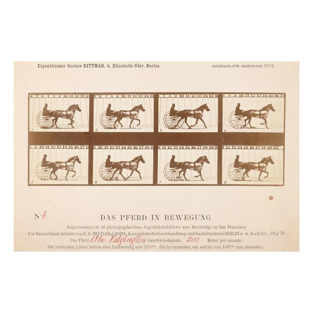 Glasschilderijen Eadweard Muybridge - The horse in Motion