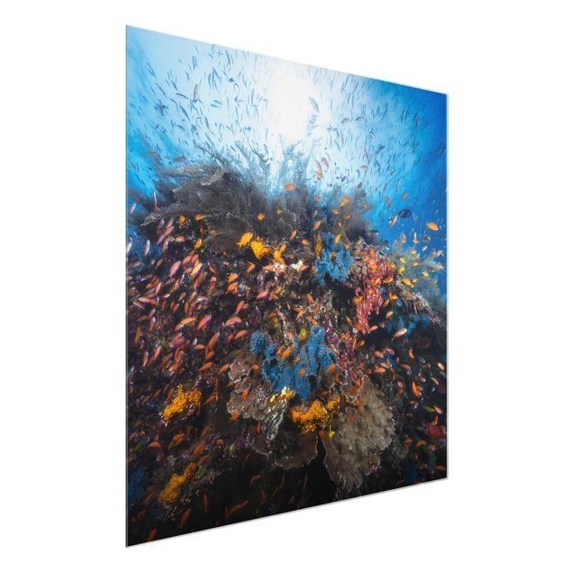Glasschilderijen Lagoon With Fish