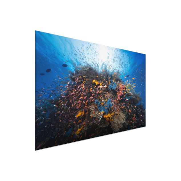 Glasschilderijen Lagoon With Fish