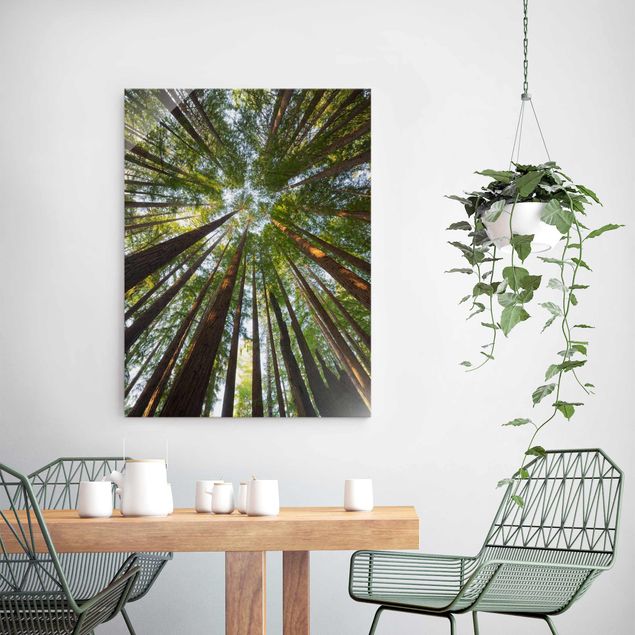 Glasschilderijen Sequoia Tree Tops