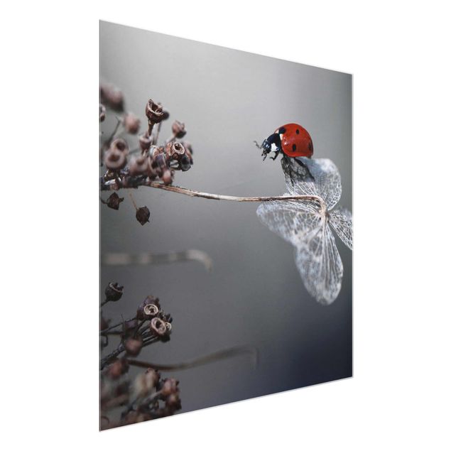 Glasschilderijen Ladybird On Hydrangea