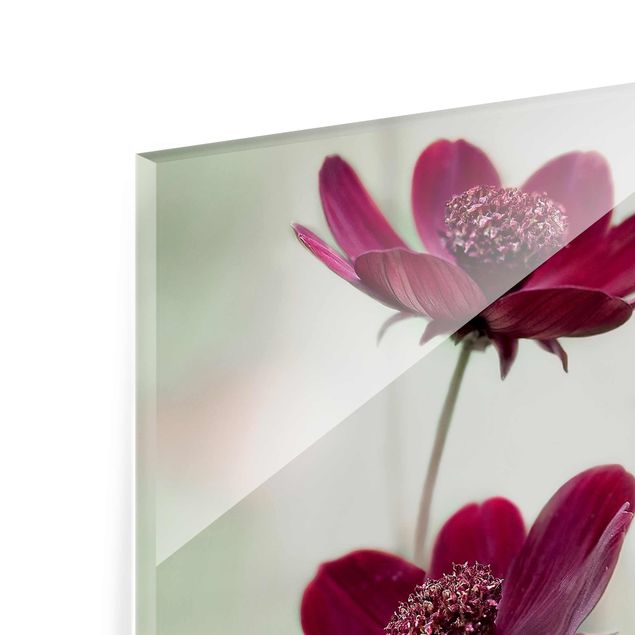 Glasschilderijen Pink Cosmos Flower