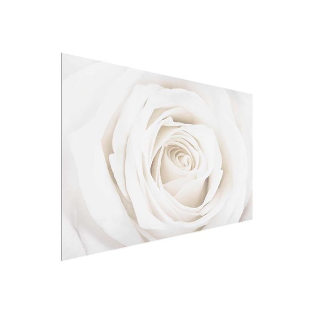 Glasschilderijen Pretty White Rose