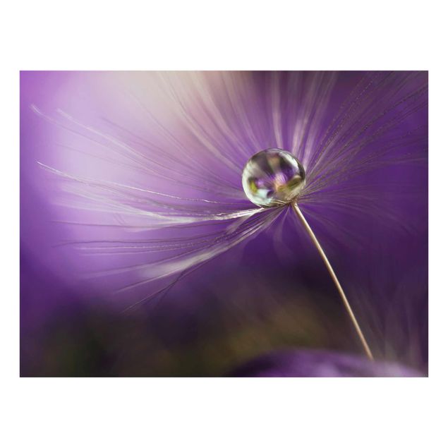 Glasschilderijen Dandelion In Violet