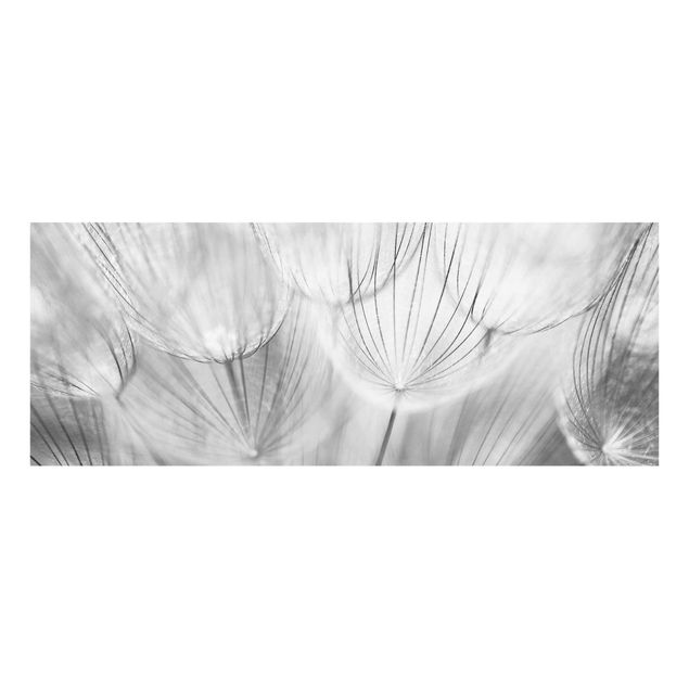 Glasschilderijen Dandelions macro shot in black and white
