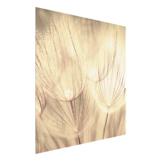 Glasschilderijen Dandelions Close-Up In Cozy Sepia Tones