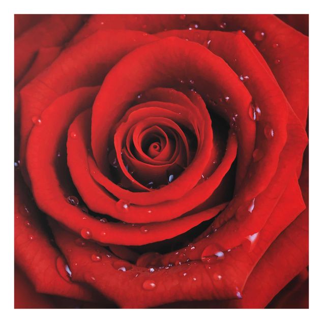 Glasschilderijen Red Rose With Water Drops