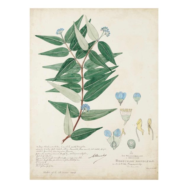 Glasschilderijen Melastomataceae - Ambile