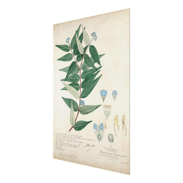 Glasschilderijen Melastomataceae - Ambile