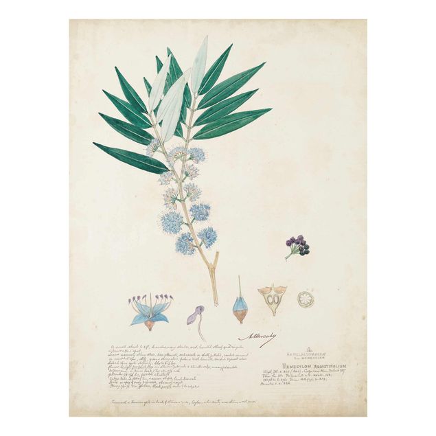 Glasschilderijen Melastomataceae - Angustifolium