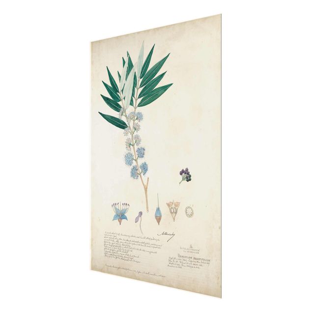 Glasschilderijen Melastomataceae - Angustifolium