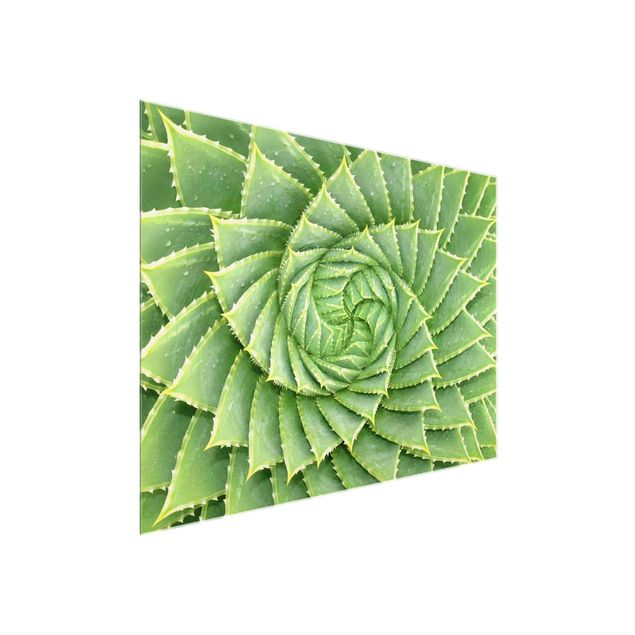 Glasschilderijen Spiral Aloe