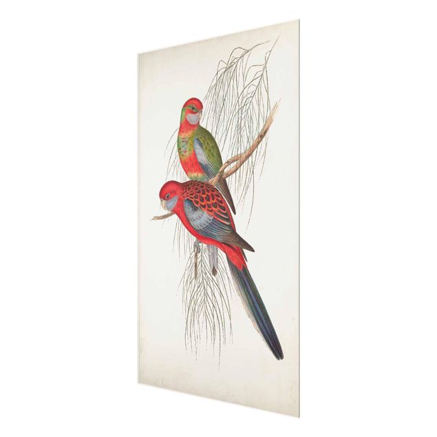 Glasschilderijen Tropical Parrot III