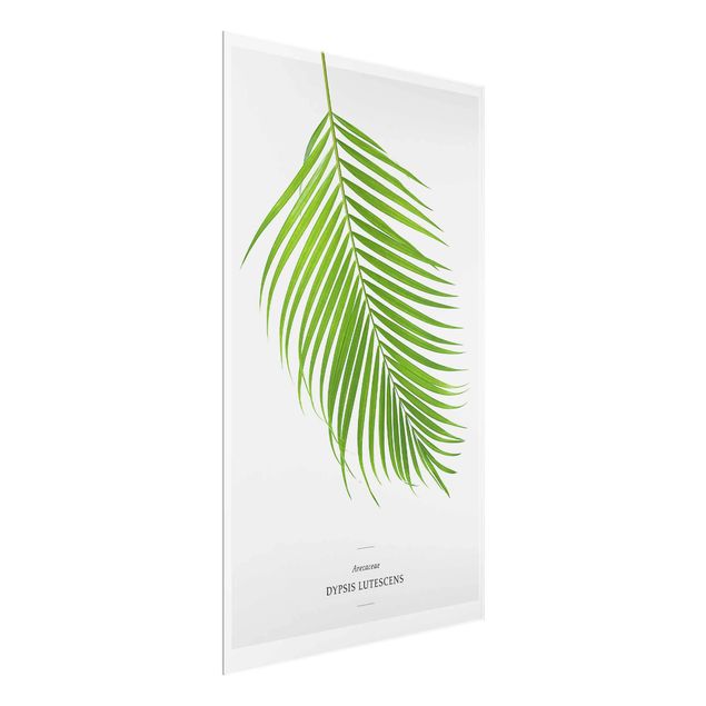 Glasschilderijen Tropical Leaf Areca Palm