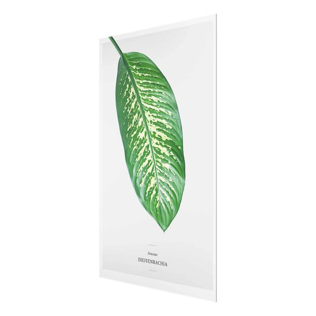 Glasschilderijen Tropical Leaf Dieffenbachia