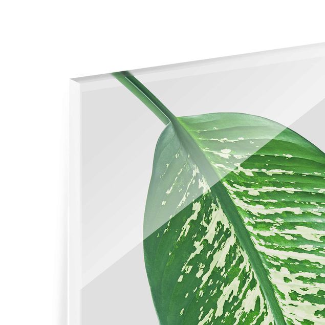 Glasschilderijen Tropical Leaf Dieffenbachia