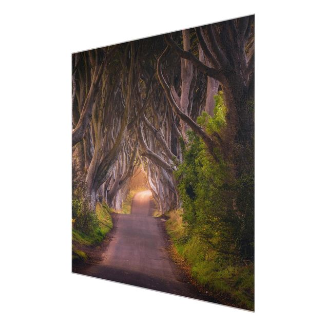 Glasschilderijen Tunnel Of Trees