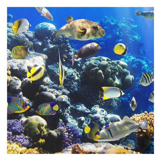 Glasschilderijen Underwater Reef