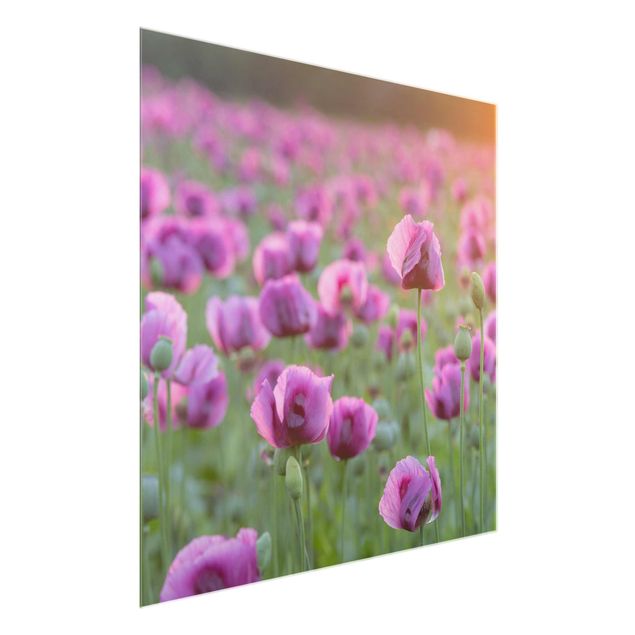 Glasschilderijen Purple Poppy Flower Meadow In Spring