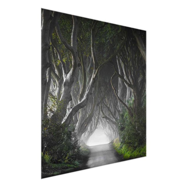 Glasschilderijen Forest In Northern Ireland