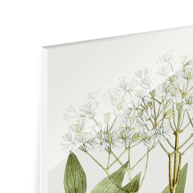 Glasschilderijen Wild Herbs Board V