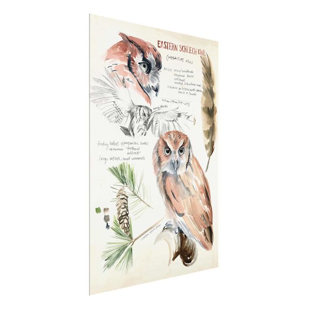 Glasschilderijen Wilderness Journal - Owl