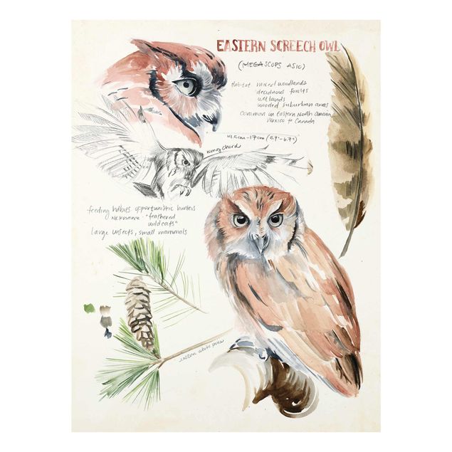 Glasschilderijen Wilderness Journal - Owl
