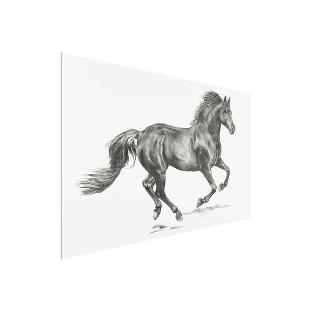 Glasschilderijen Wild Horse Trial - Stallion