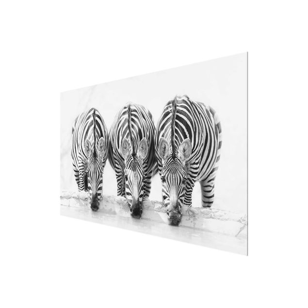 Glasschilderijen Zebra Trio In Black And White