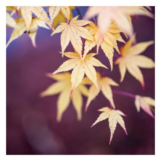 Fotobehang Autumn Maple Tree
