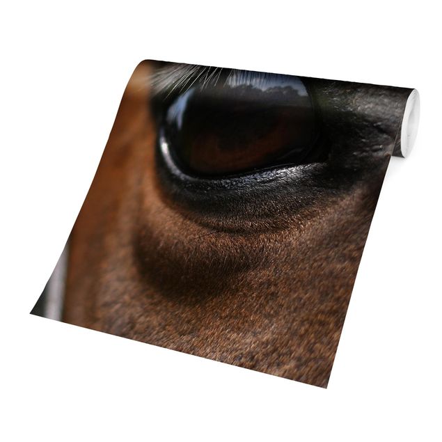 Fotobehang Horse Eye
