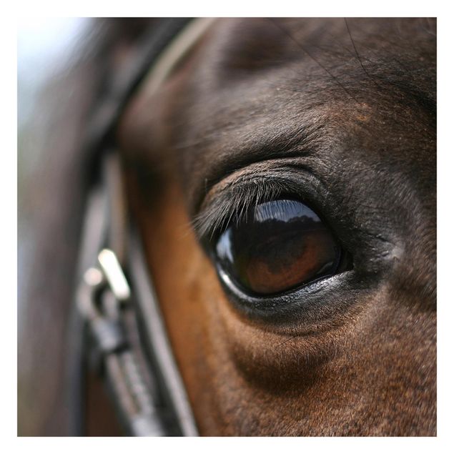 Fotobehang Horse Eye