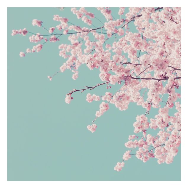 Fotobehang Japanese Cherry Blossoms