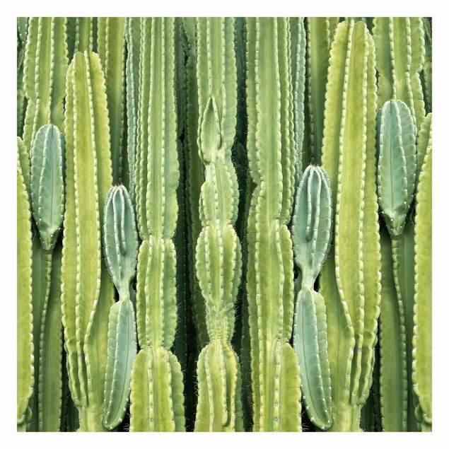 Patroonbehang Cactus Wall