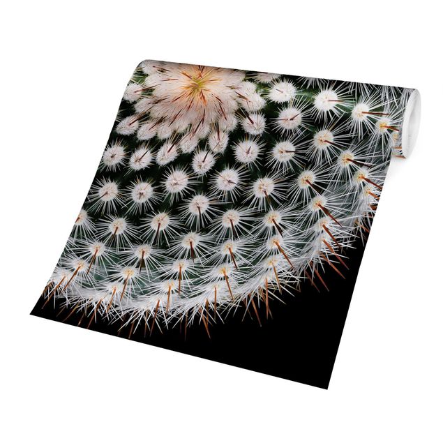 Fotobehang Cactus Flower