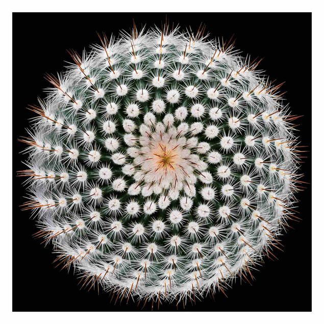 Fotobehang Cactus Flower