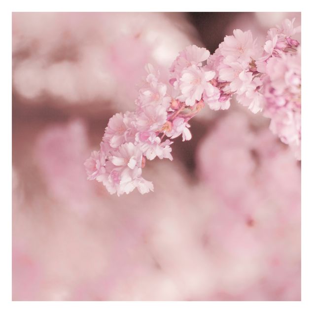 Fotobehang Cherry Blossoms In Purple Light