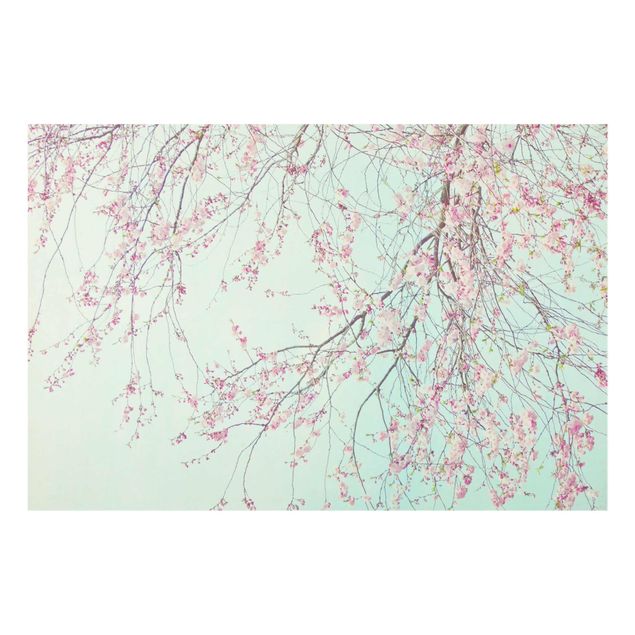 Glasschilderijen Cherry Blossom Yearning