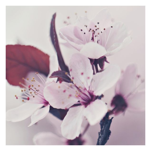 Fotobehang Cherry Blossom Branch Antique Pink