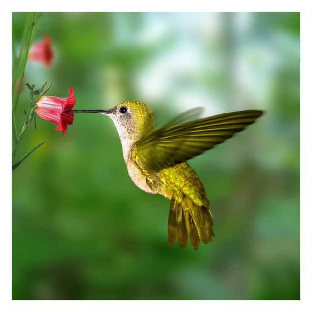 Fotobehang Hummingbird And Flower