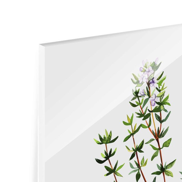Glasschilderijen Herbs Illustration Thyme