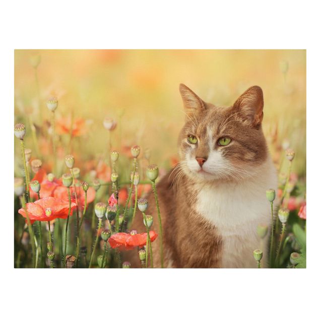 Canvas schilderijen Cat In A Field Of Poppies