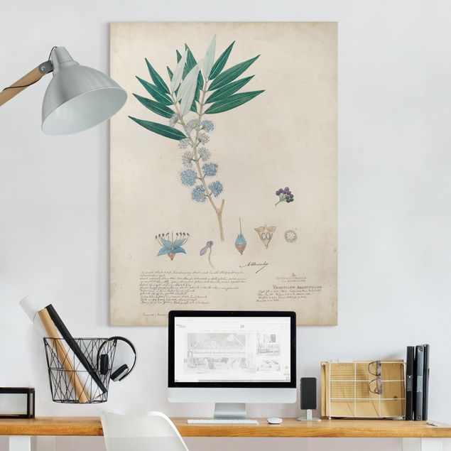Canvas schilderijen Melastomataceae - Angustifolium