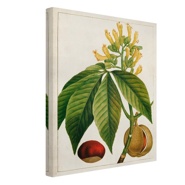 Canvas schilderijen Tableau Leaf Flower Fruit VI