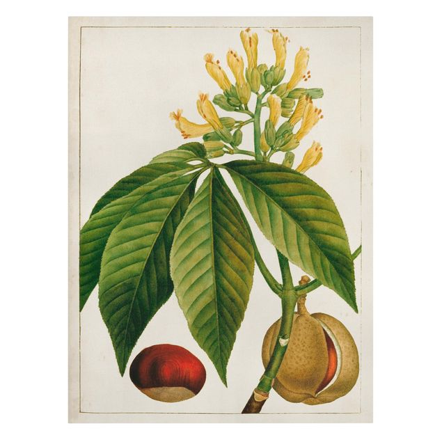 Canvas schilderijen Tableau Leaf Flower Fruit VI