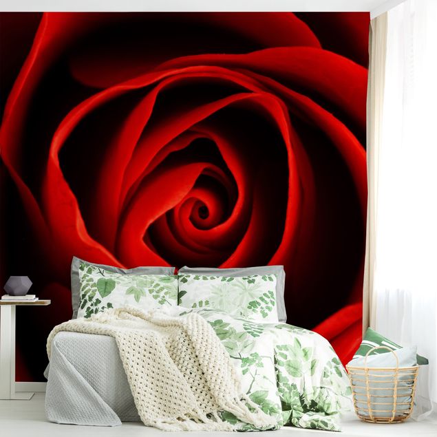 Fotobehang Lovely Rose