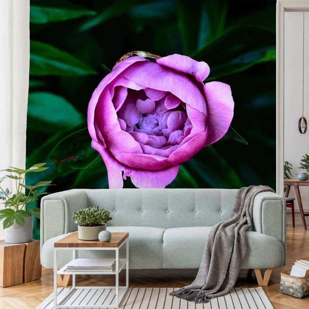 Fotobehang Purple Peonies Blossoms In Front Of Leaves