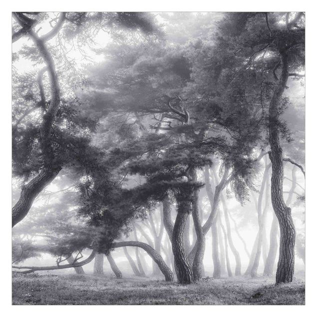 Fotobehang Majestic Trees In Black And White