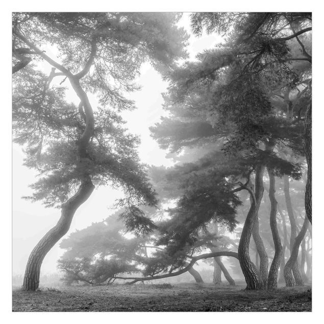 Fotobehang Majestic Forest In Black And White