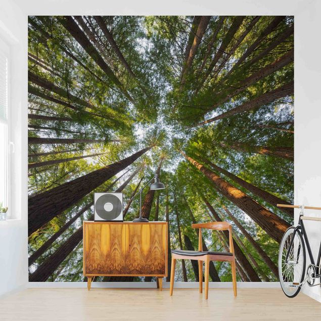 Fotobehang Sequoia Tree Tops